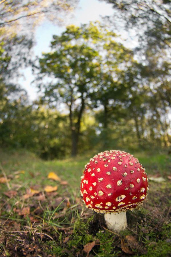 Fly Agaric wideangle 1